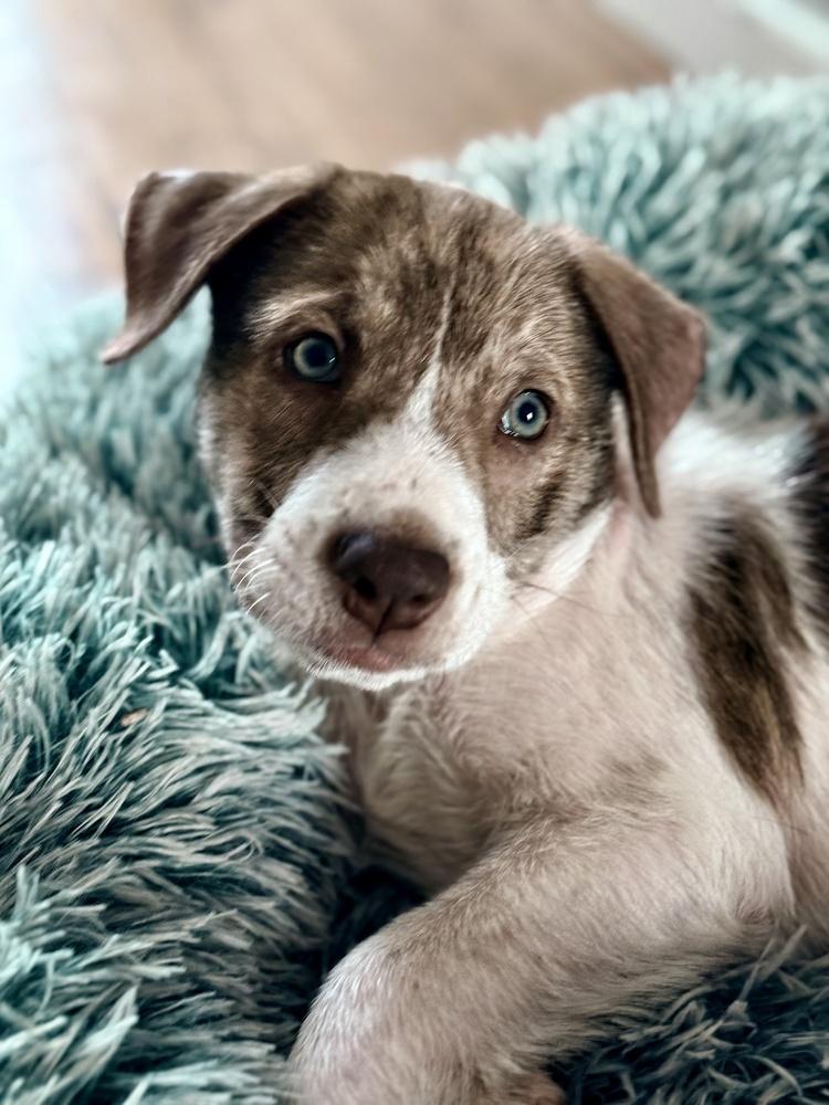 Enlarge Weston, a Adoptable mixed breed in Greenlawn, NY image 6/6