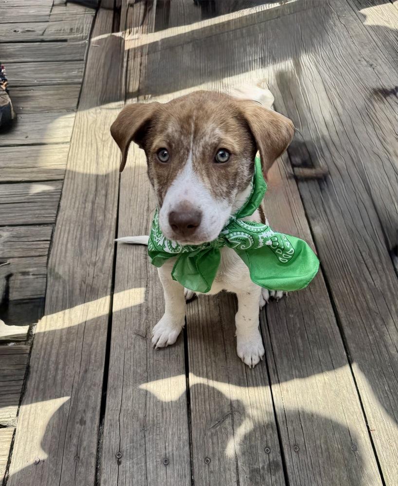 Weston, a Adoptable mixed breed in Greenlawn, NY image 6/6