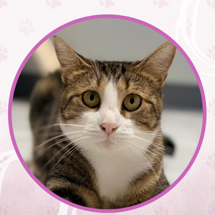 Enlarge Poblanita, a Adoptable Domestic Short Hair in Toms River, NJ image 2/5
