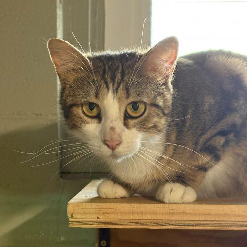 Enlarge Poblanita, a Adoptable Domestic Short Hair in Toms River, NJ image 2/5