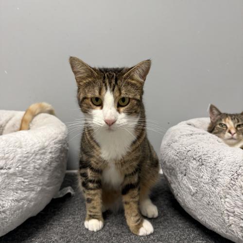 Enlarge Poblanita, a Adoptable Domestic Short Hair in Toms River, NJ image 3/5