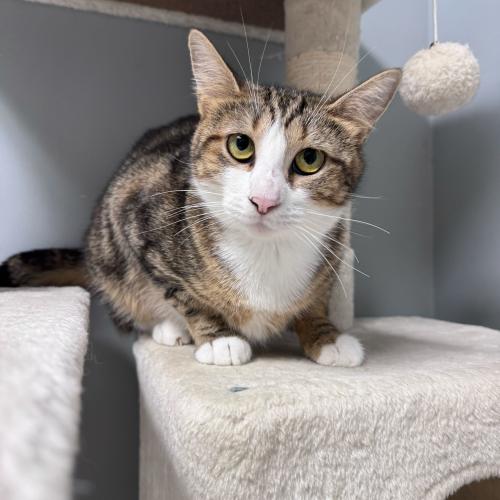 Enlarge Poblanita, a Adoptable Domestic Short Hair in Toms River, NJ image 3/5