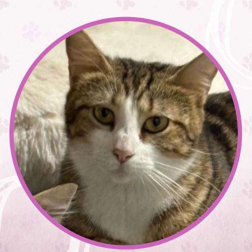 Enlarge Poblanita, a Adoptable Domestic Short Hair in Toms River, NJ image 4/5
