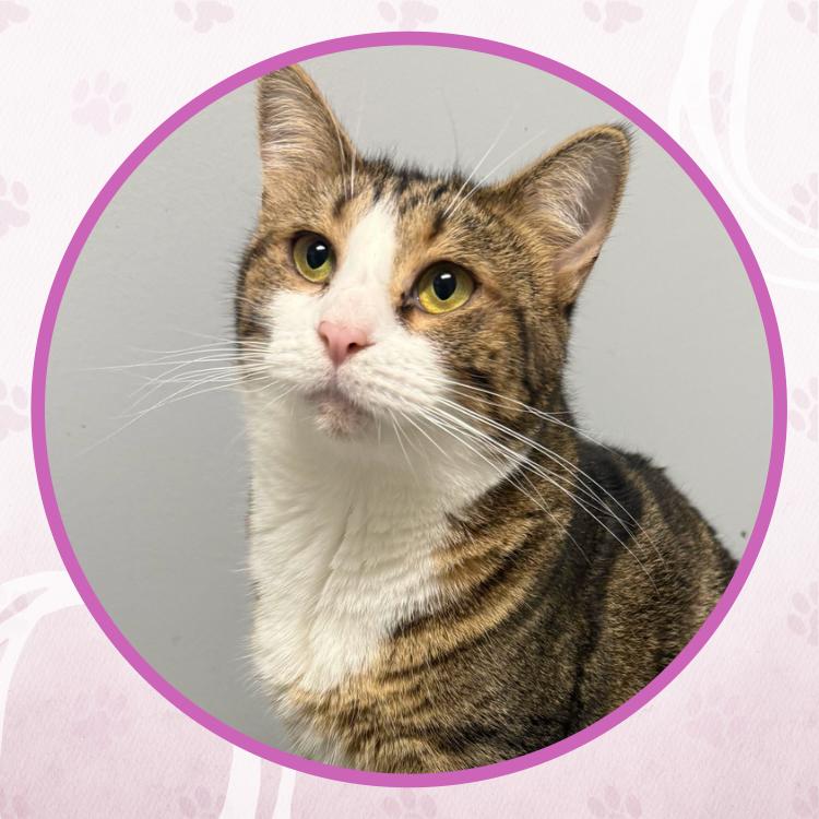 Enlarge Poblanita, a Adoptable Domestic Short Hair in Toms River, NJ image 5/5