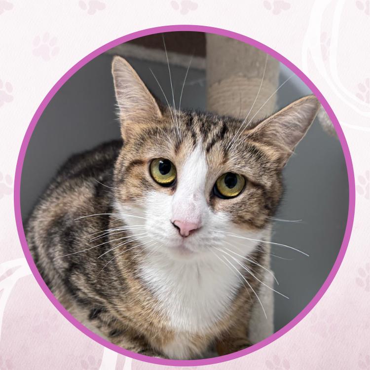 Enlarge Poblanita, a Adoptable Domestic Short Hair in Toms River, NJ image 5/5