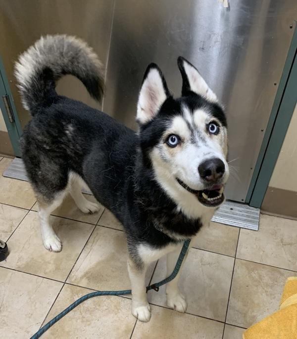 Enlarge Kane (mcas), a Adoptable mixed breed in Troutdale, OR image 2/2