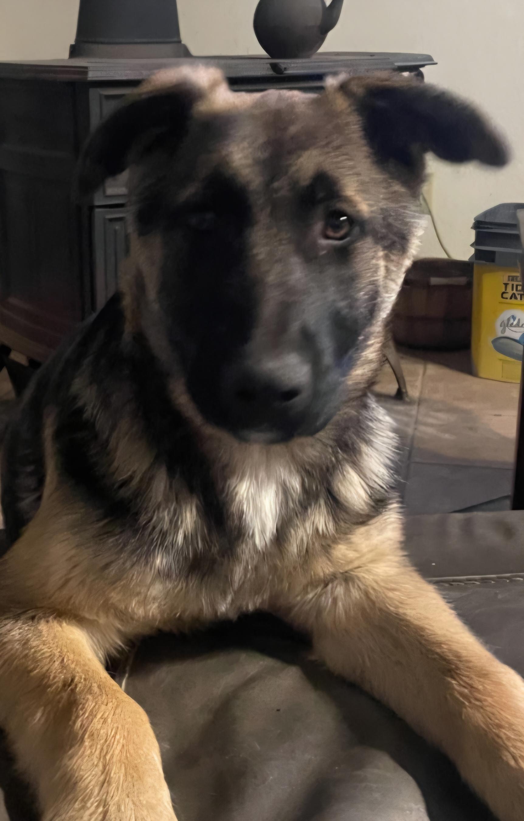 King , ADOPTABLE, Young Male German Shepherd Dog.