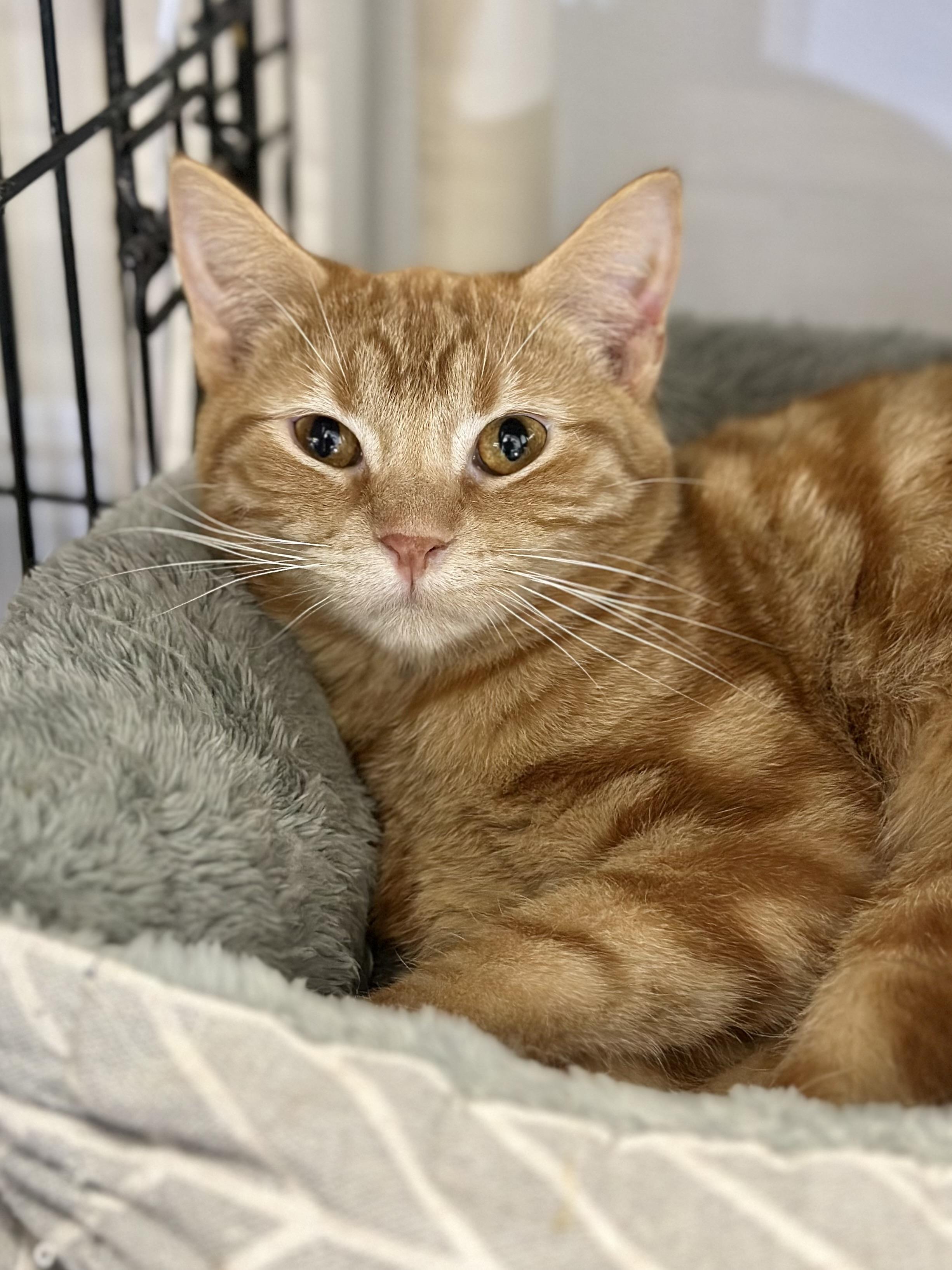 Enlarge Cooper , an adopted Domestic Short Hair in Faribault, MN image 3/3