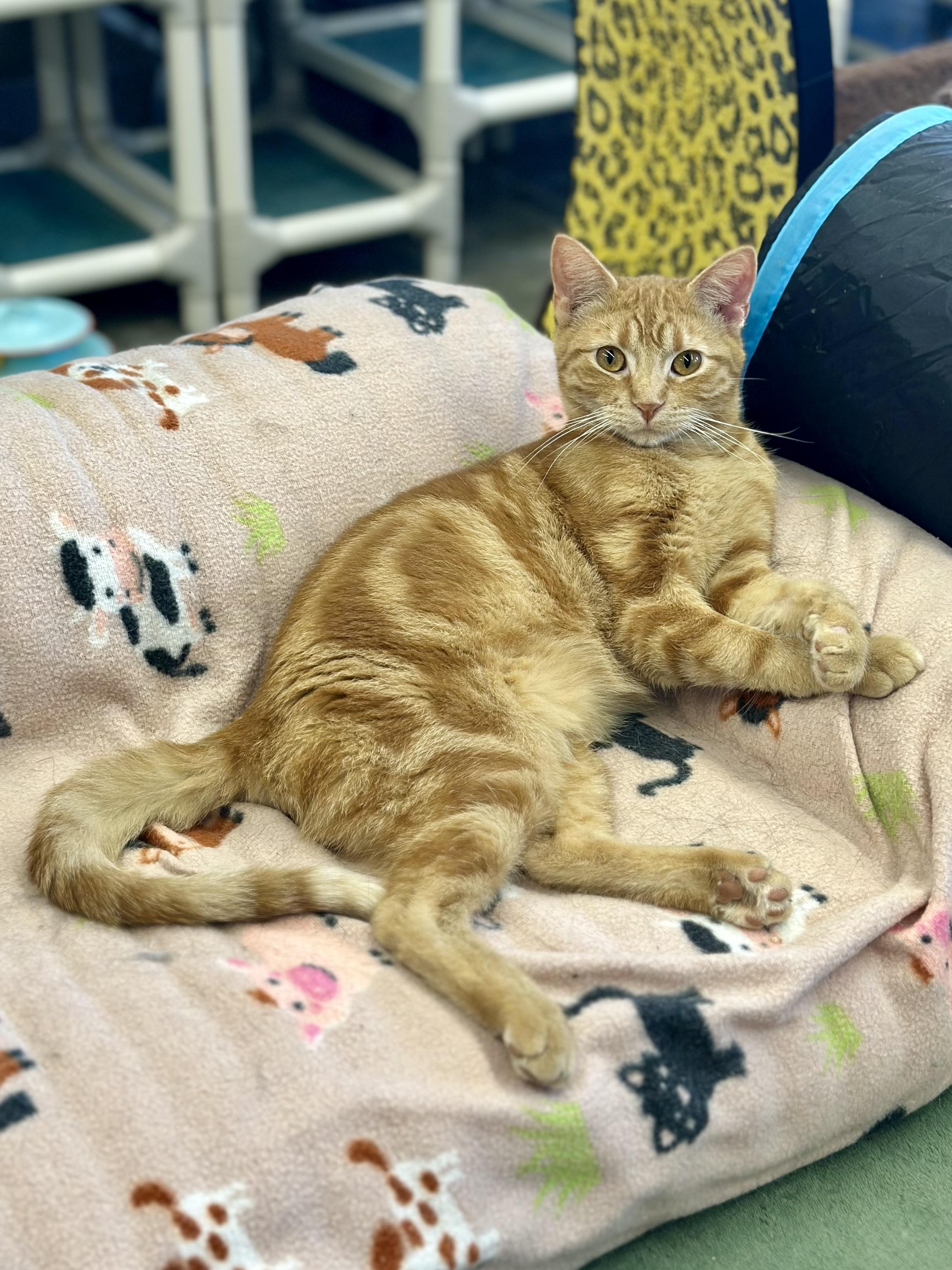 Enlarge Cooper , an adopted Domestic Short Hair in Faribault, MN image 1/3