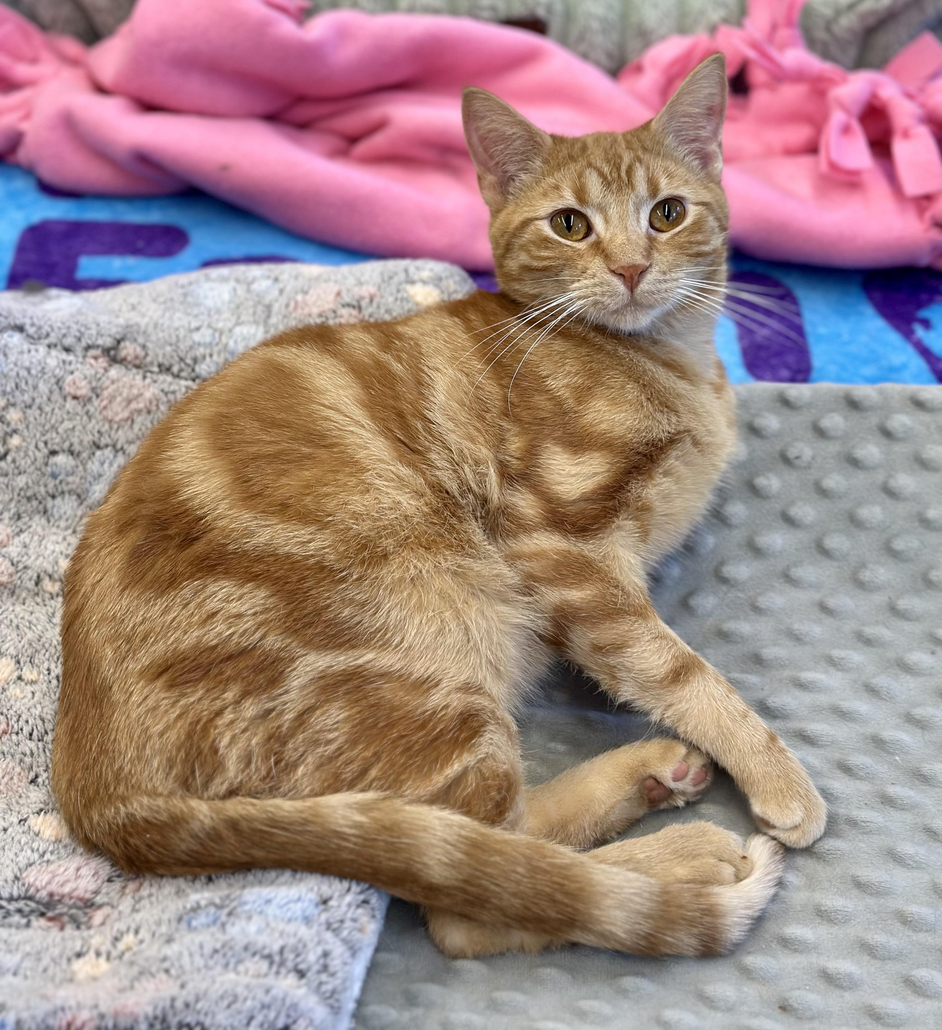 Enlarge Cooper , an adopted Domestic Short Hair in Faribault, MN image 2/3