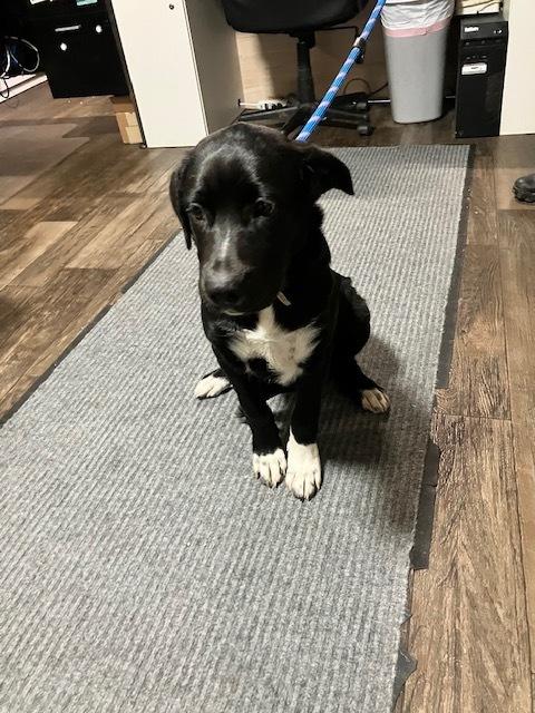 Enlarge ANGEL 259-26, a Adoptable mixed breed in Cambridge, OH image 2/2