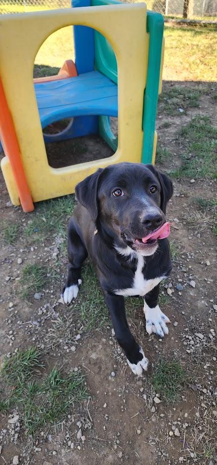 ANGEL 259-26, Adoptable, Young Female Labrador Retriever.