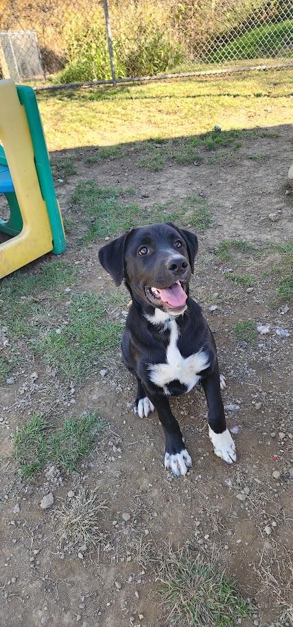Enlarge ANGEL 259-26, a Adopted mixed breed in Cambridge, OH image 5/6