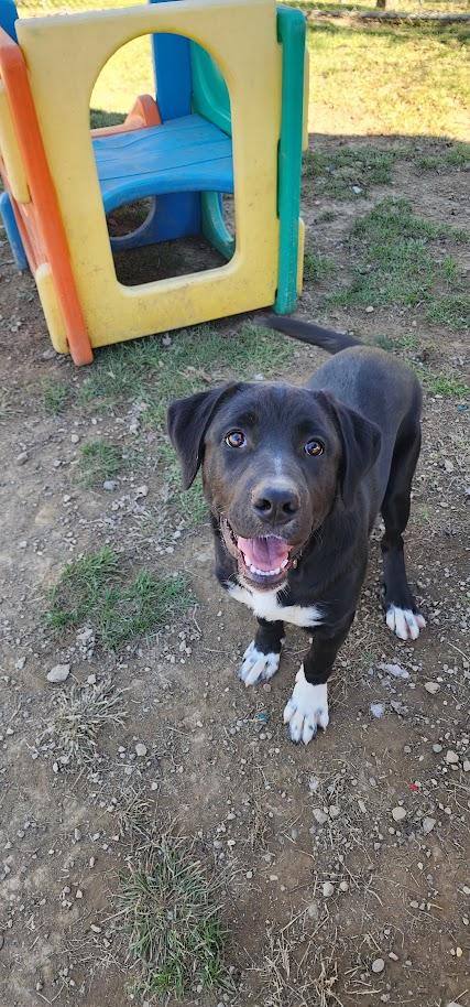 Enlarge ANGEL 259-26, a Adopted mixed breed in Cambridge, OH image 2/6