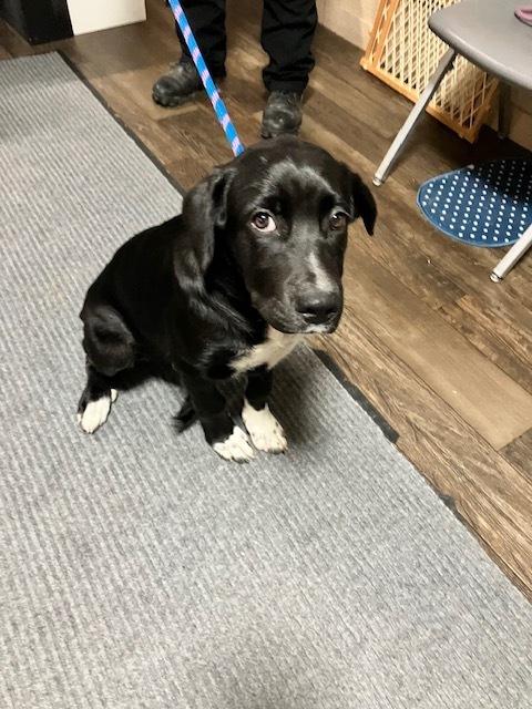 ANGEL 259-26, Adoptable, Young Female Labrador Retriever.