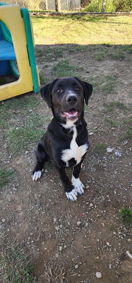 Enlarge ANGEL 259-26, a Adopted mixed breed in Cambridge, OH image 3/6