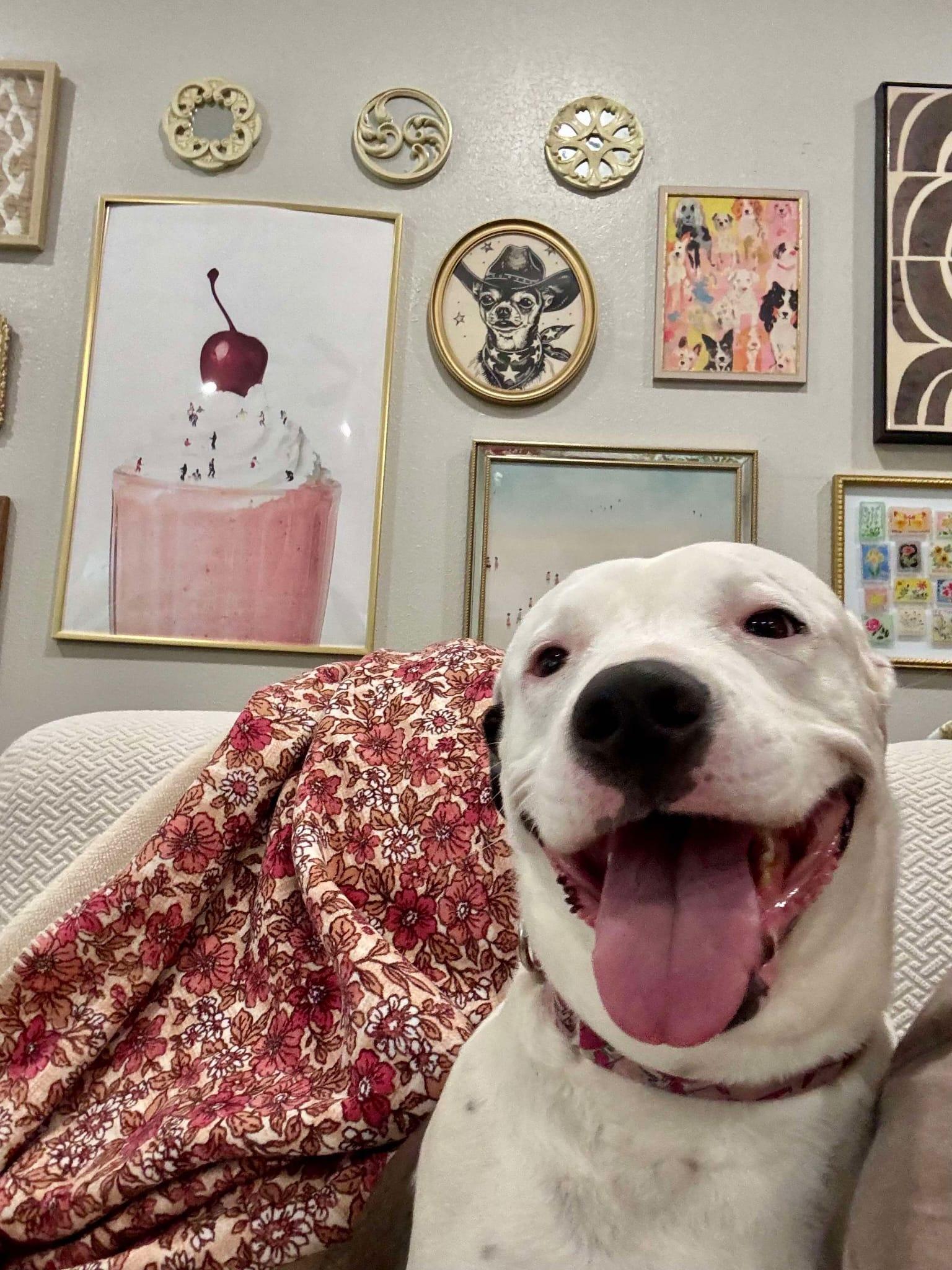 Jetta, Adoptable, Adult Female Pit Bull Terrier.