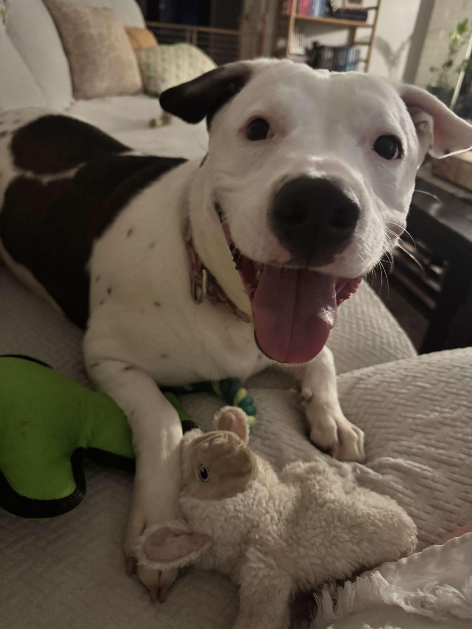 Enlarge Jetta, a Adoptable mixed breed in Yonkers, NY image 4/6