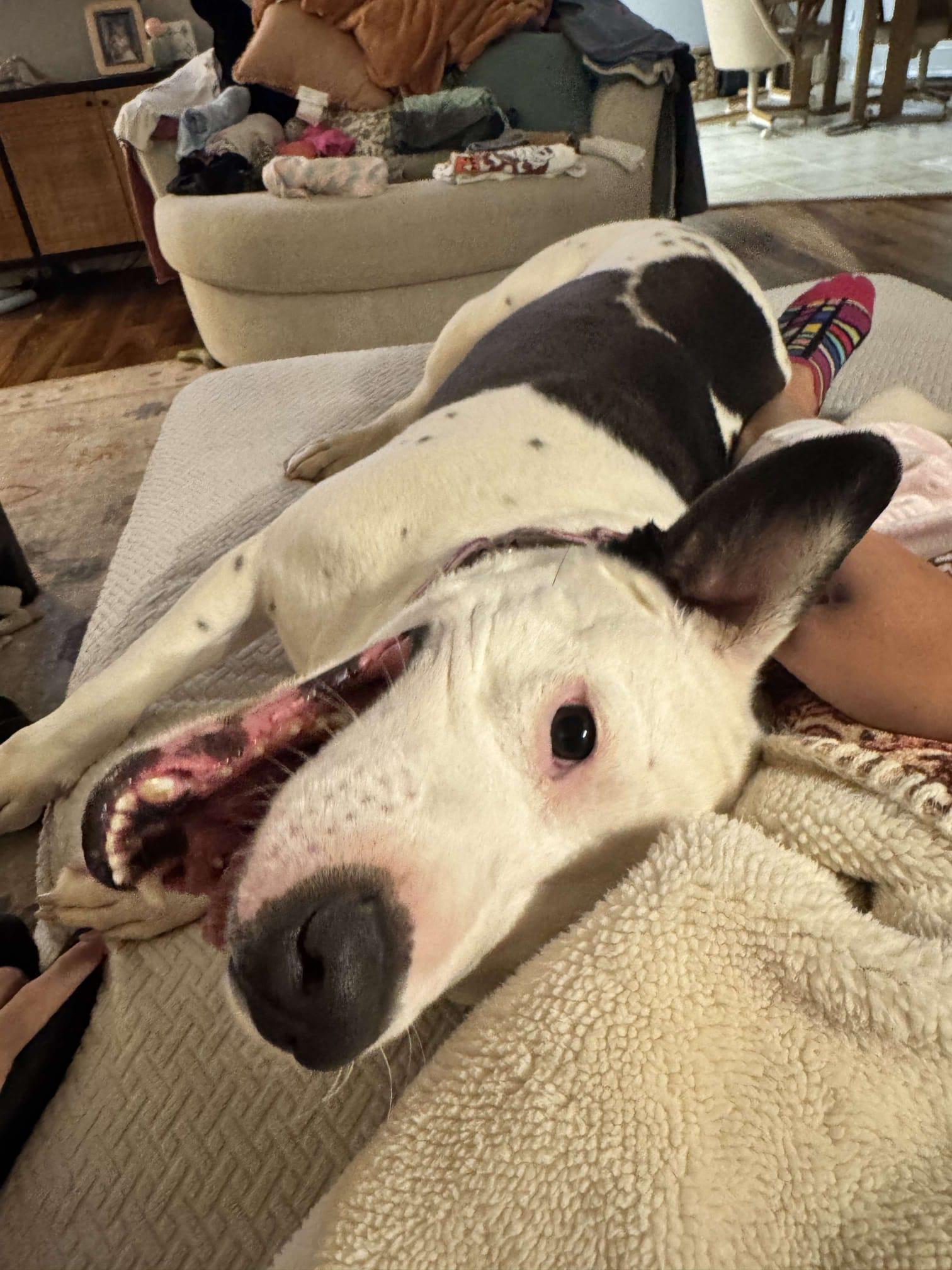 Enlarge Jetta, a Adoptable mixed breed in Yonkers, NY image 6/6