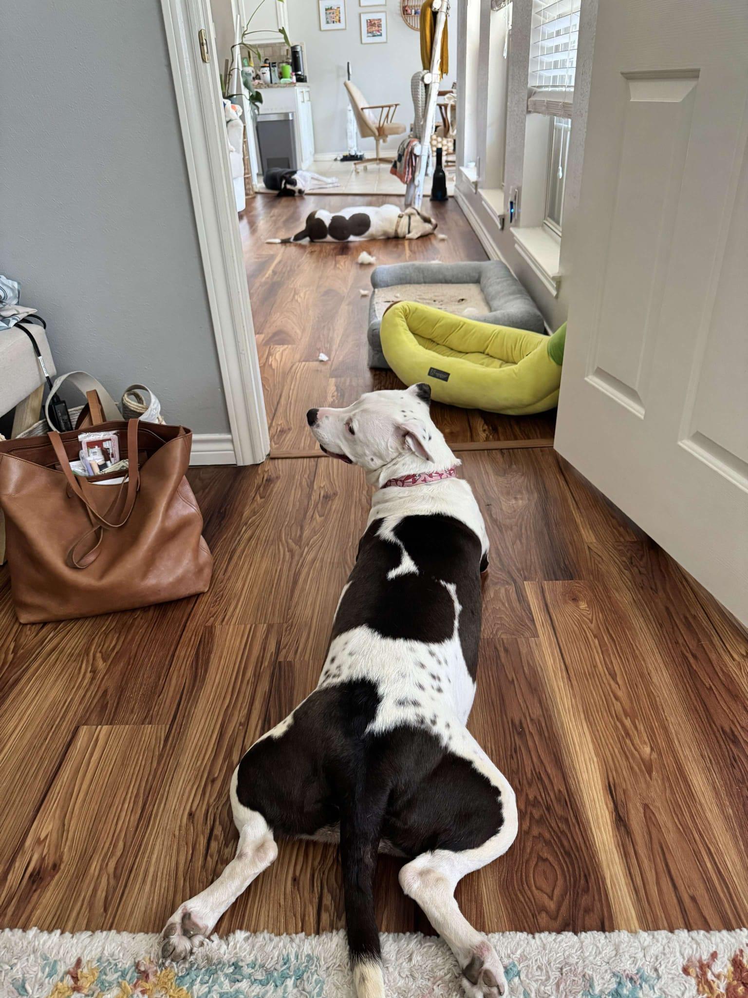 Enlarge Jetta, a Adoptable mixed breed in Yonkers, NY image 3/6