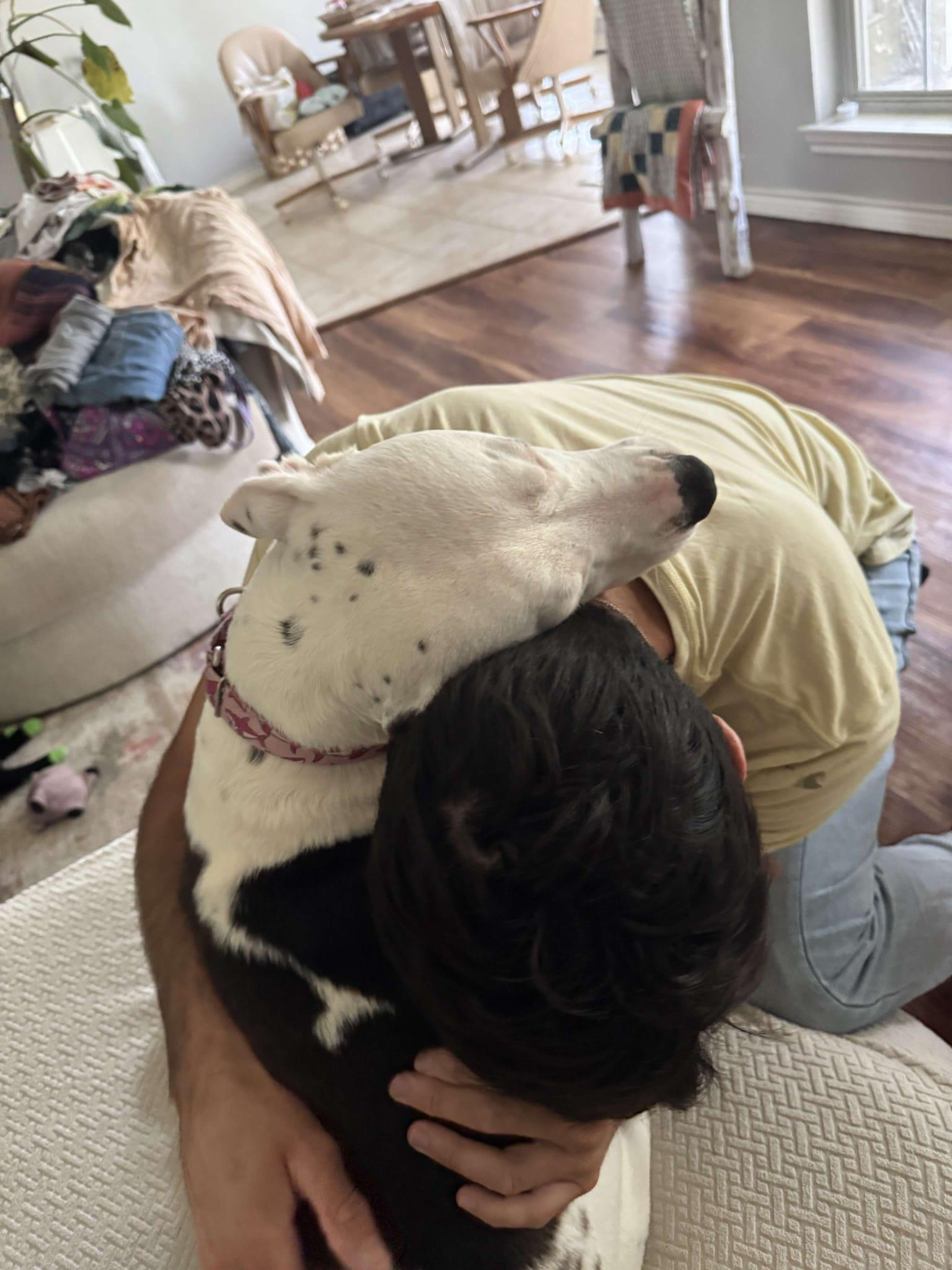 Enlarge Jetta, a Adoptable mixed breed in Yonkers, NY image 2/6