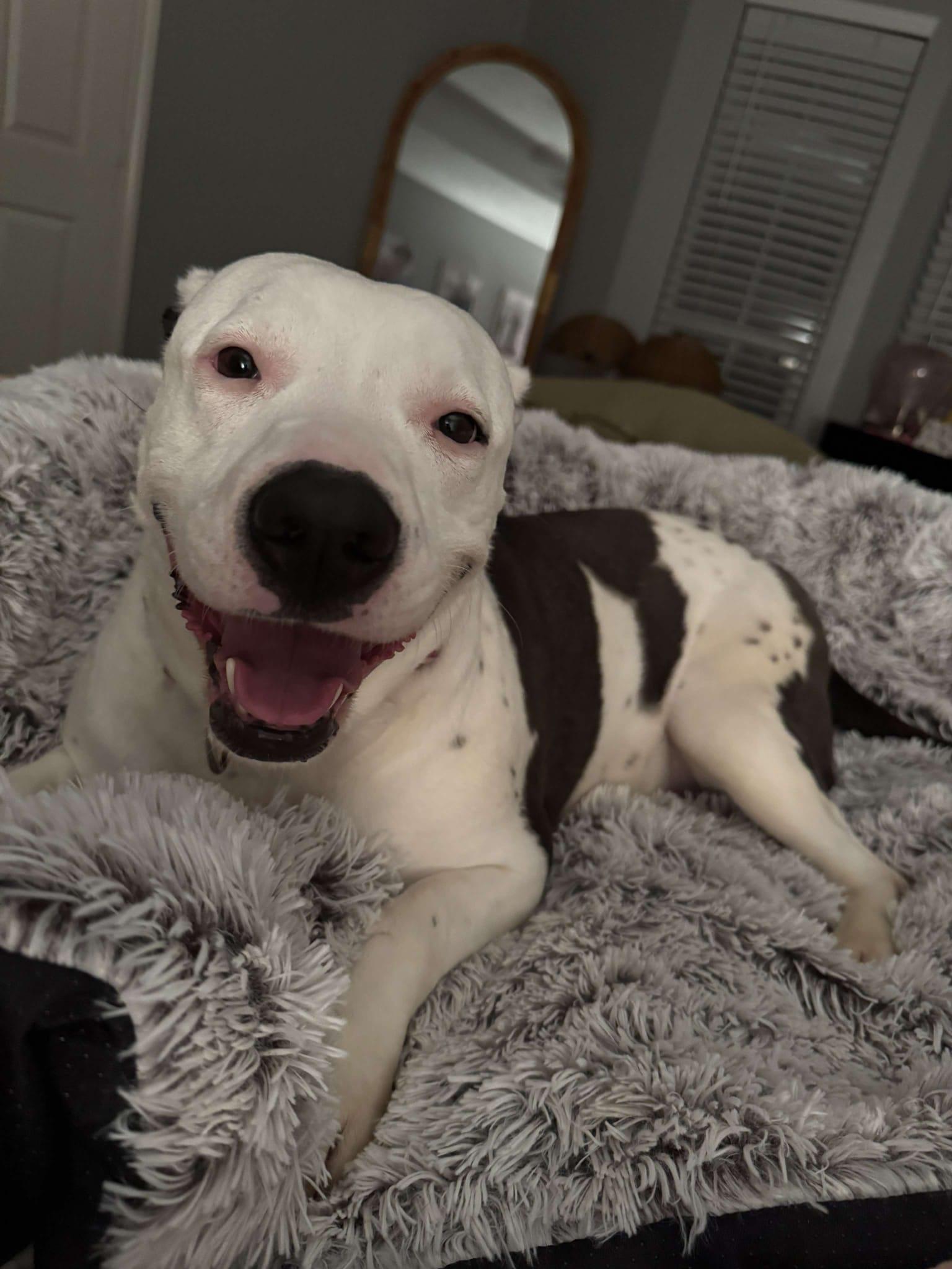 Enlarge Jetta, a Adoptable mixed breed in Yonkers, NY image 5/6