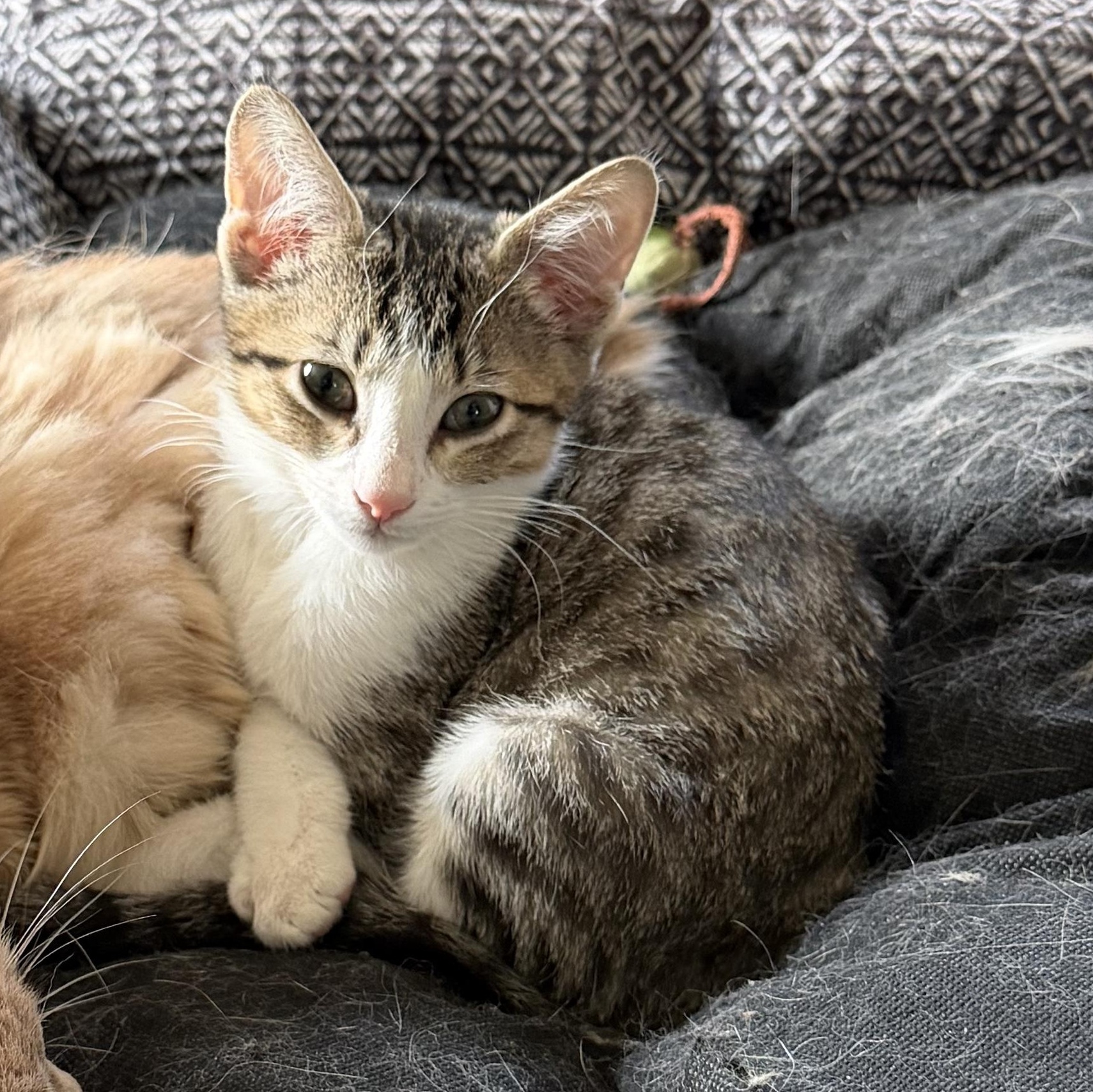 Enlarge Meii Mei, a Adoptable Tabby in Portland, OR image 2/4
