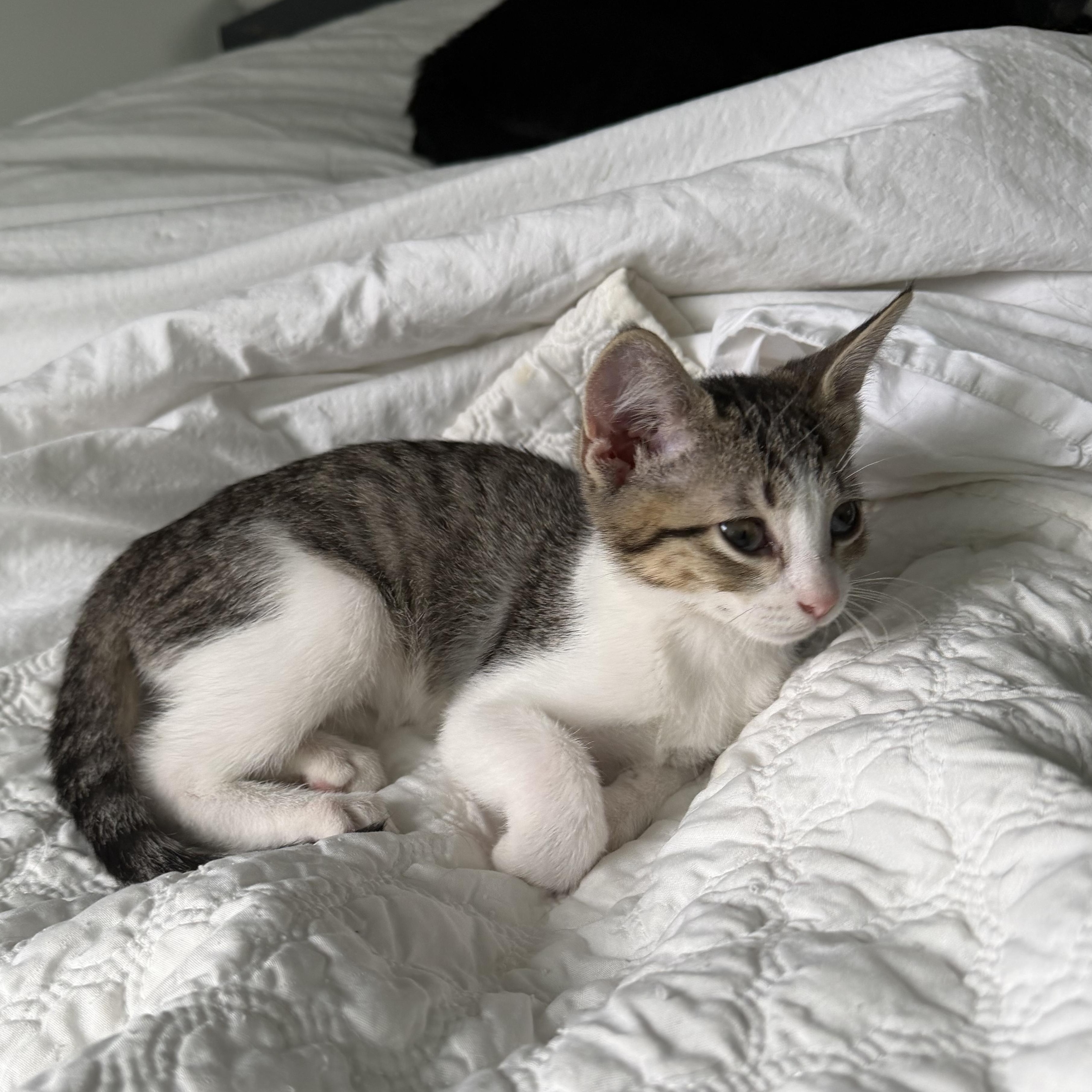 Meii Mei, Adoptable, Kitten Female Tabby.
