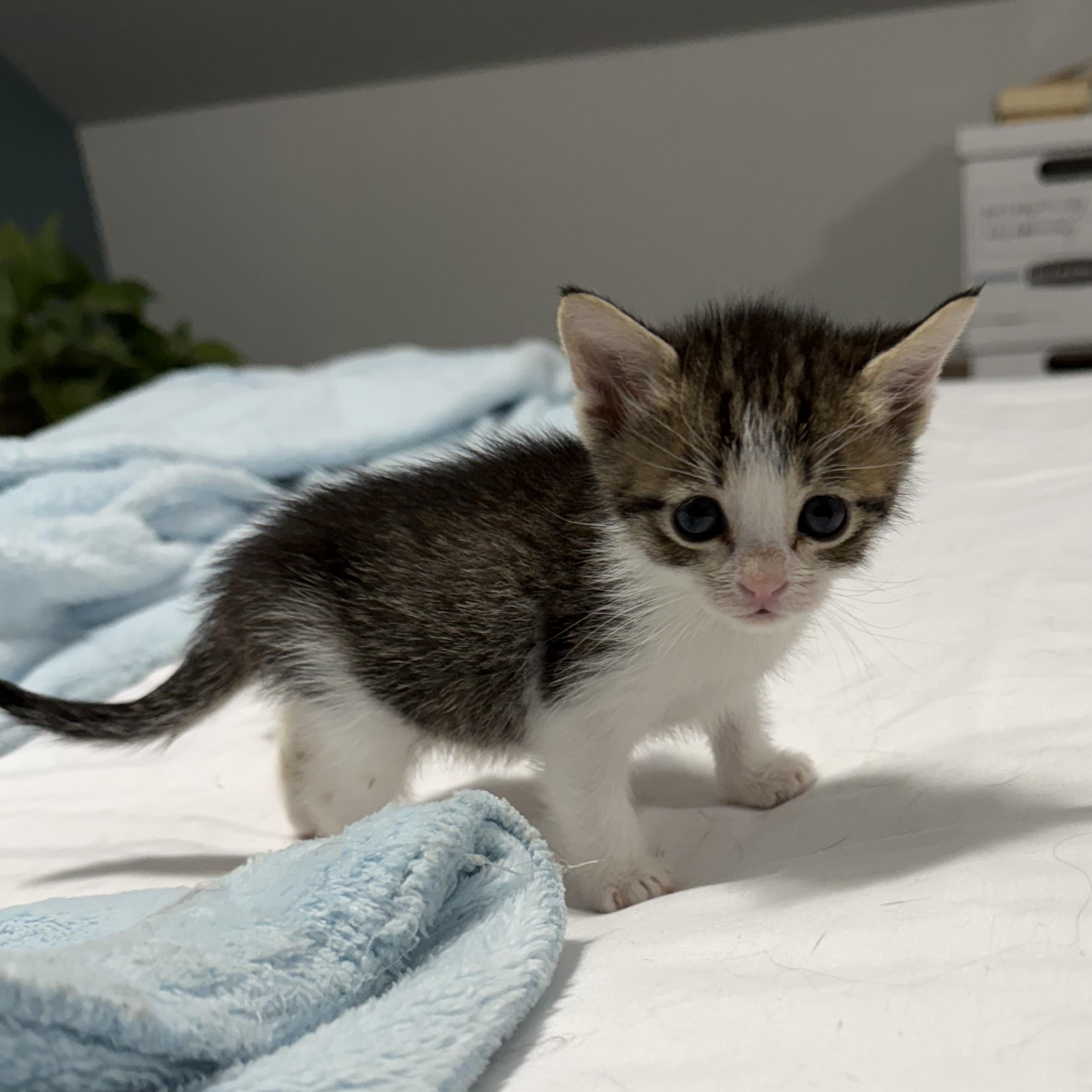 Enlarge Meii Mei, a Adoptable Tabby in Portland, OR image 4/4