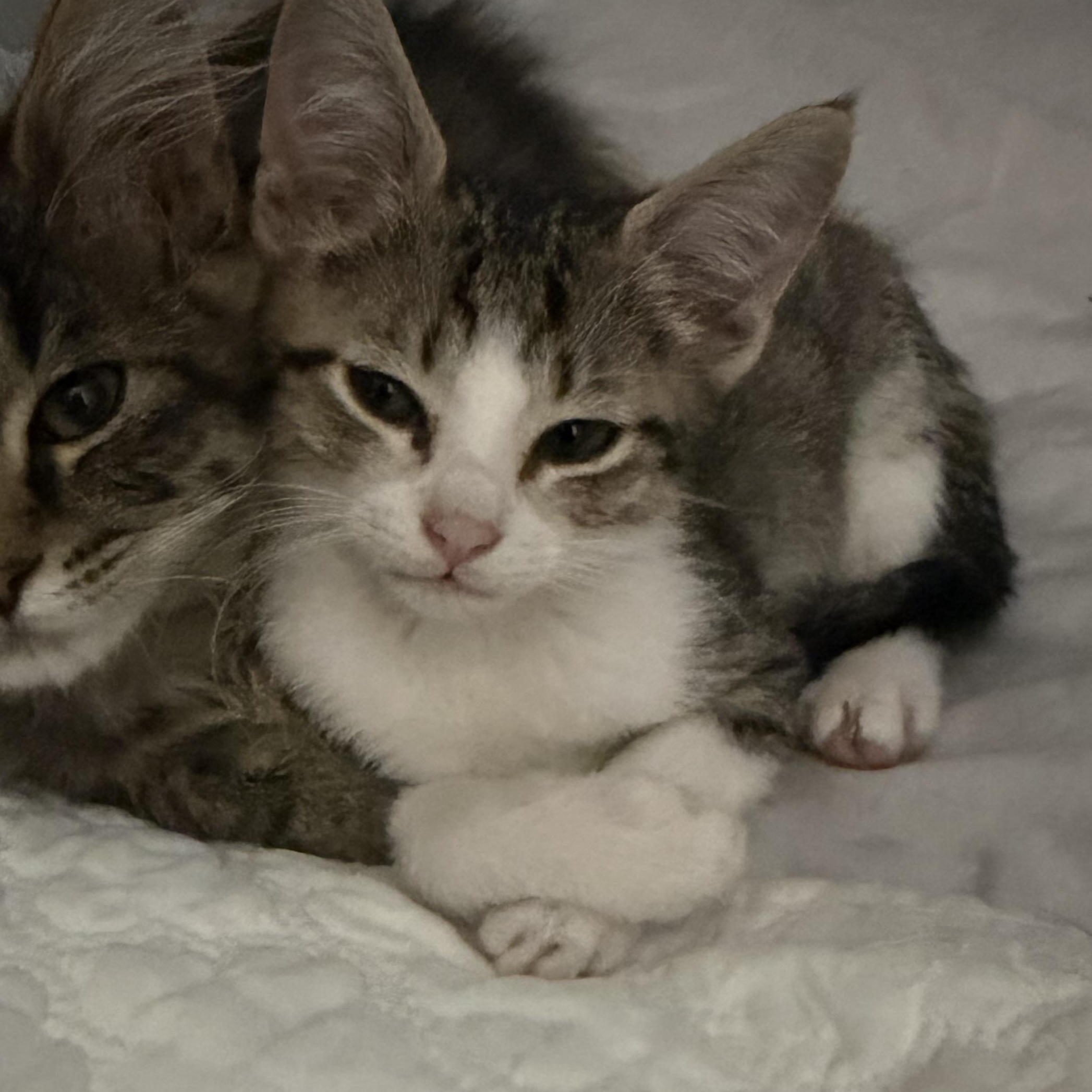Enlarge Meii Mei, a Adoptable Tabby in Portland, OR image 3/4