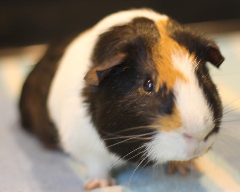 Enlarge Brady, a ADOPTABLE Guinea Pig in Budd Lake, NJ image 6/6