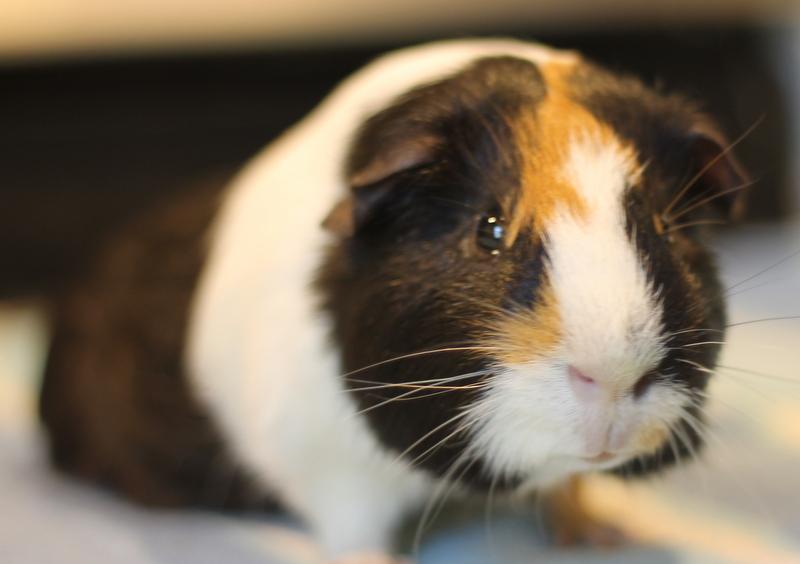 Enlarge Brady, a ADOPTABLE Guinea Pig in Budd Lake, NJ image 3/6