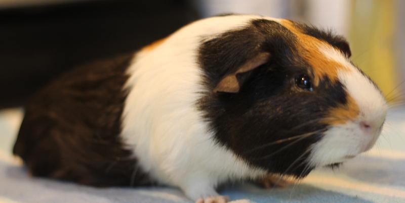 Enlarge Brady, a ADOPTABLE Guinea Pig in Budd Lake, NJ image 4/6