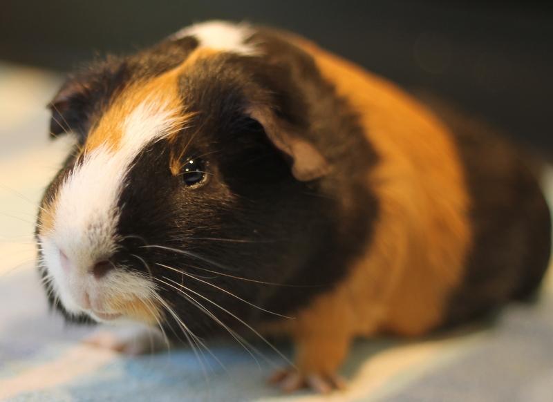 Enlarge Brady, a ADOPTABLE Guinea Pig in Budd Lake, NJ image 2/6