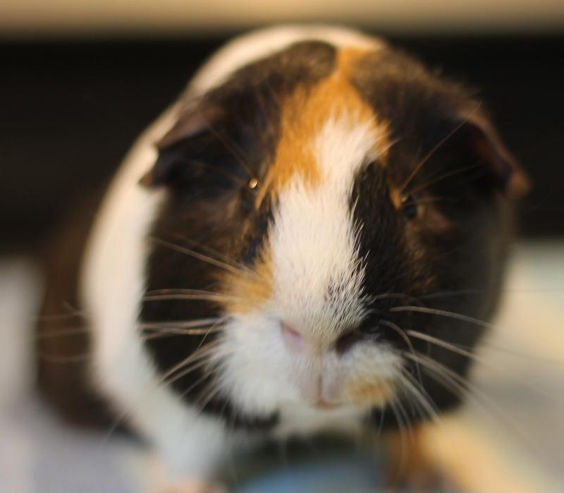 Enlarge Brady, a ADOPTABLE Guinea Pig in Budd Lake, NJ image 1/6