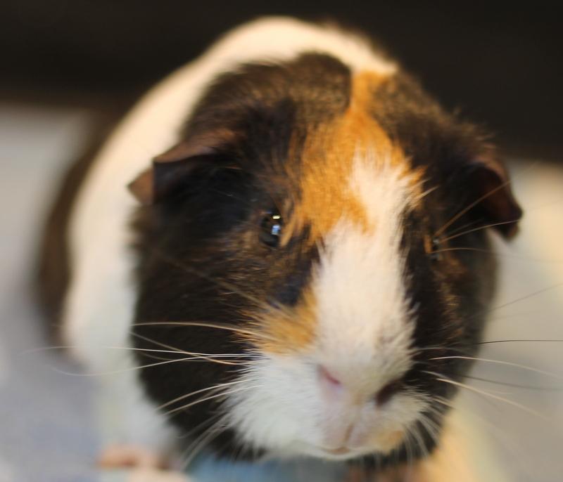 Enlarge Brady, a ADOPTABLE Guinea Pig in Budd Lake, NJ image 5/6
