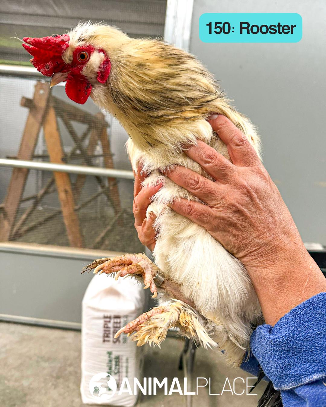 Deniro, Adoptable, Adult Male Chicken.