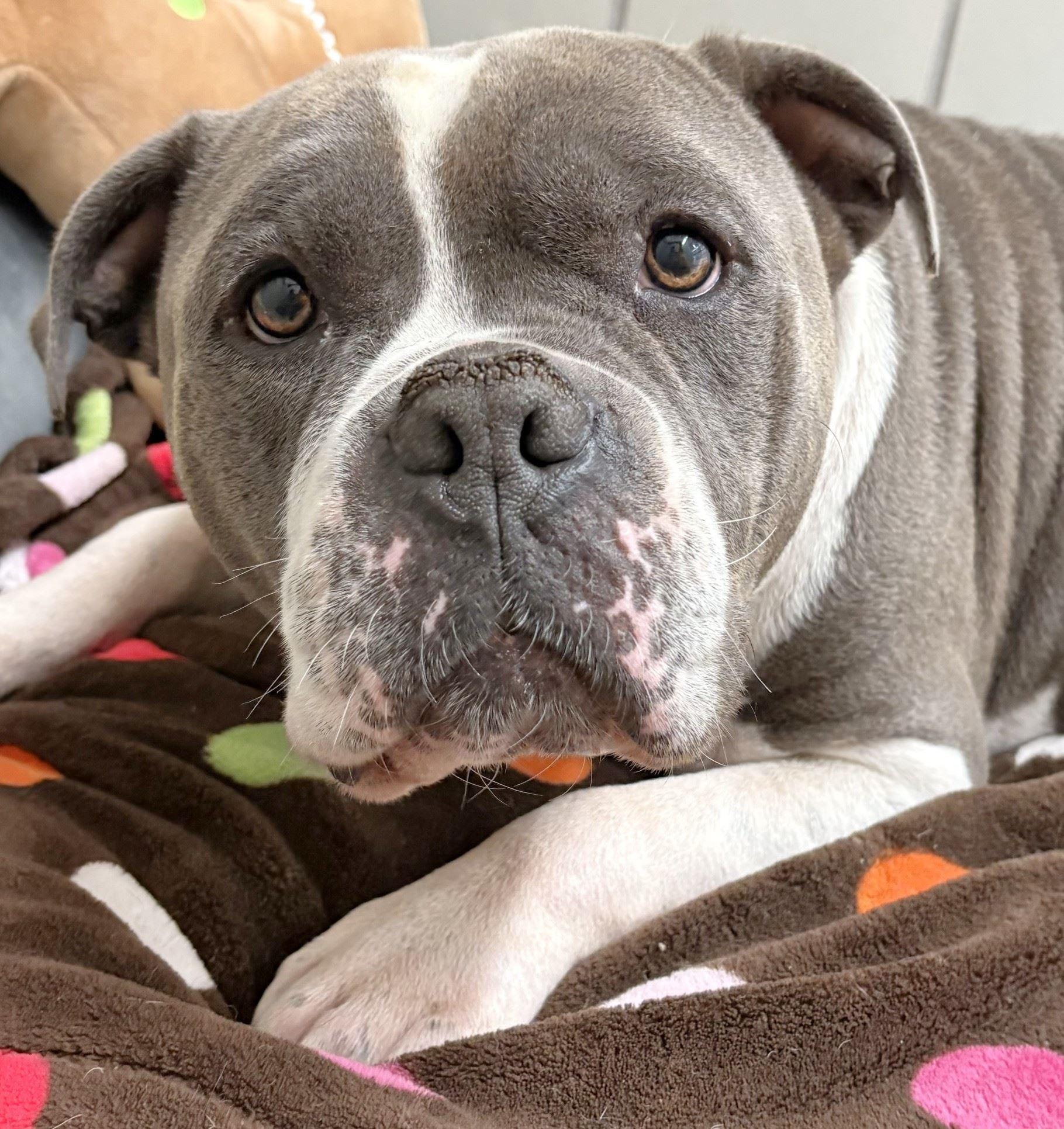 Kimbo, ADOPTABLE, Adult Male American Bully.