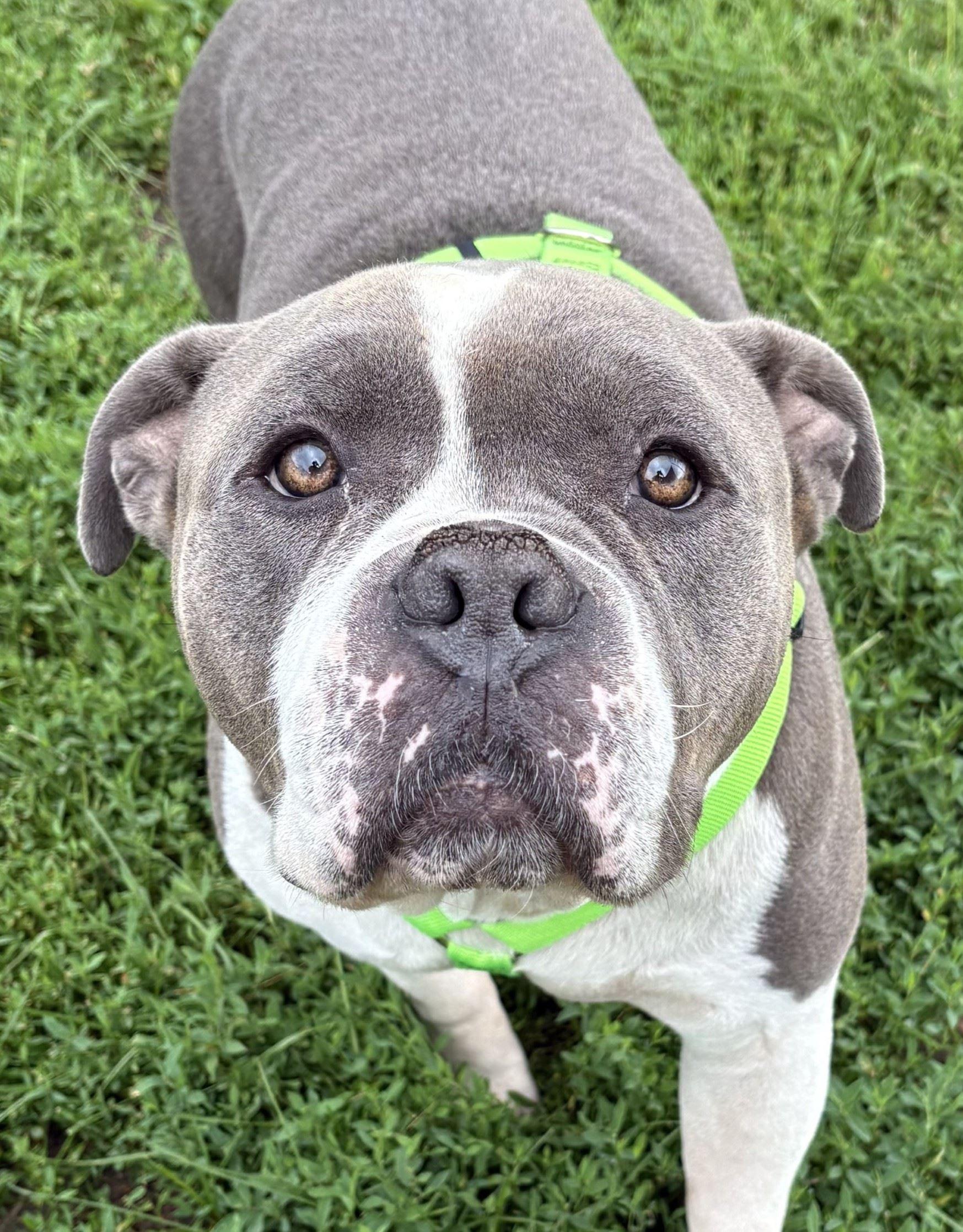 Enlarge Kimbo, a ADOPTABLE mixed breed in Iowa City, IA image 2/2