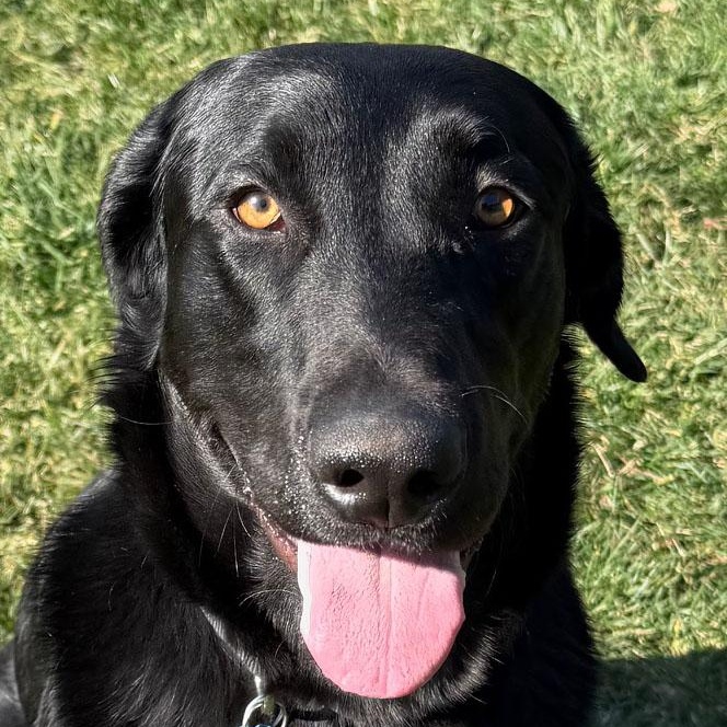 Pixley, adopted, Young Male Labrador Retriever.