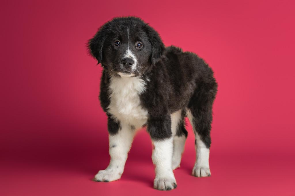 Jimmy Dugan, adopted, Young Male Border Collie & Husky.