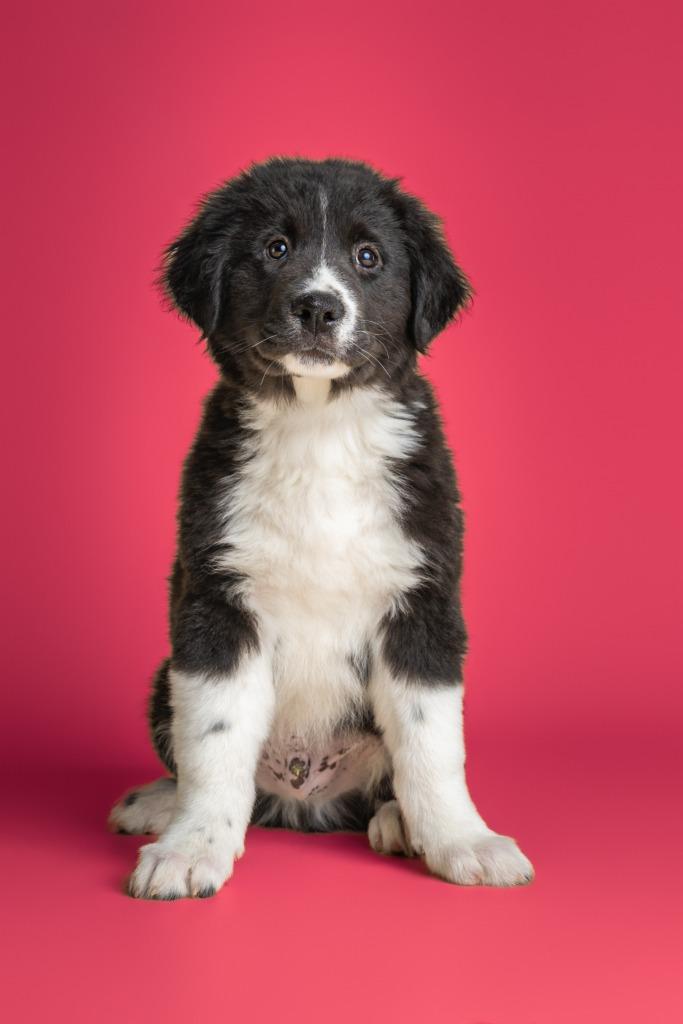 Enlarge Jimmy Dugan, an adopted mixed breed in Tyler, TX image 2/4