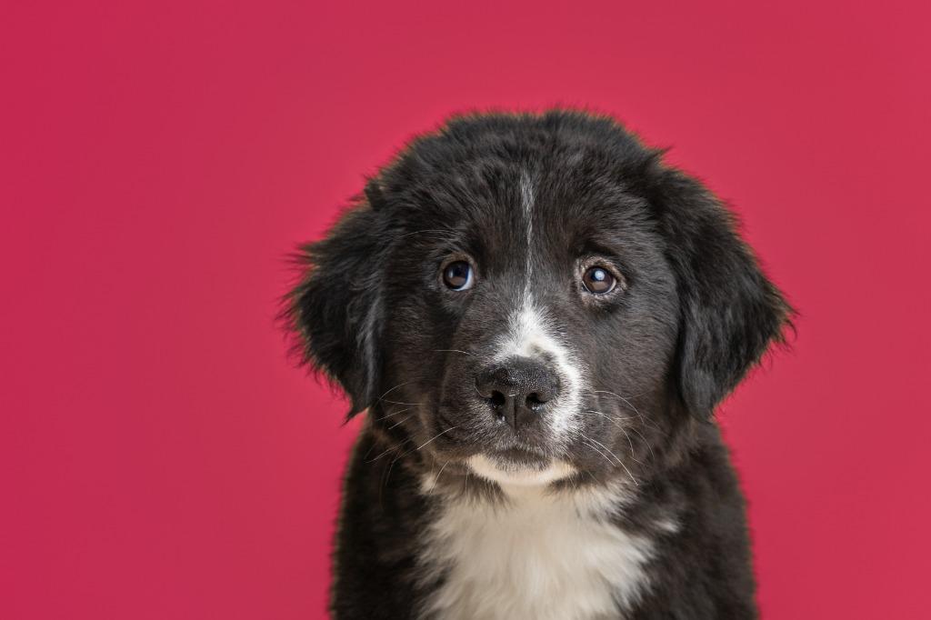 Enlarge Jimmy Dugan, an adopted mixed breed in Tyler, TX image 4/4