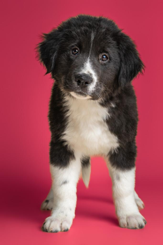 Enlarge Jimmy Dugan, an adopted mixed breed in Tyler, TX image 3/4