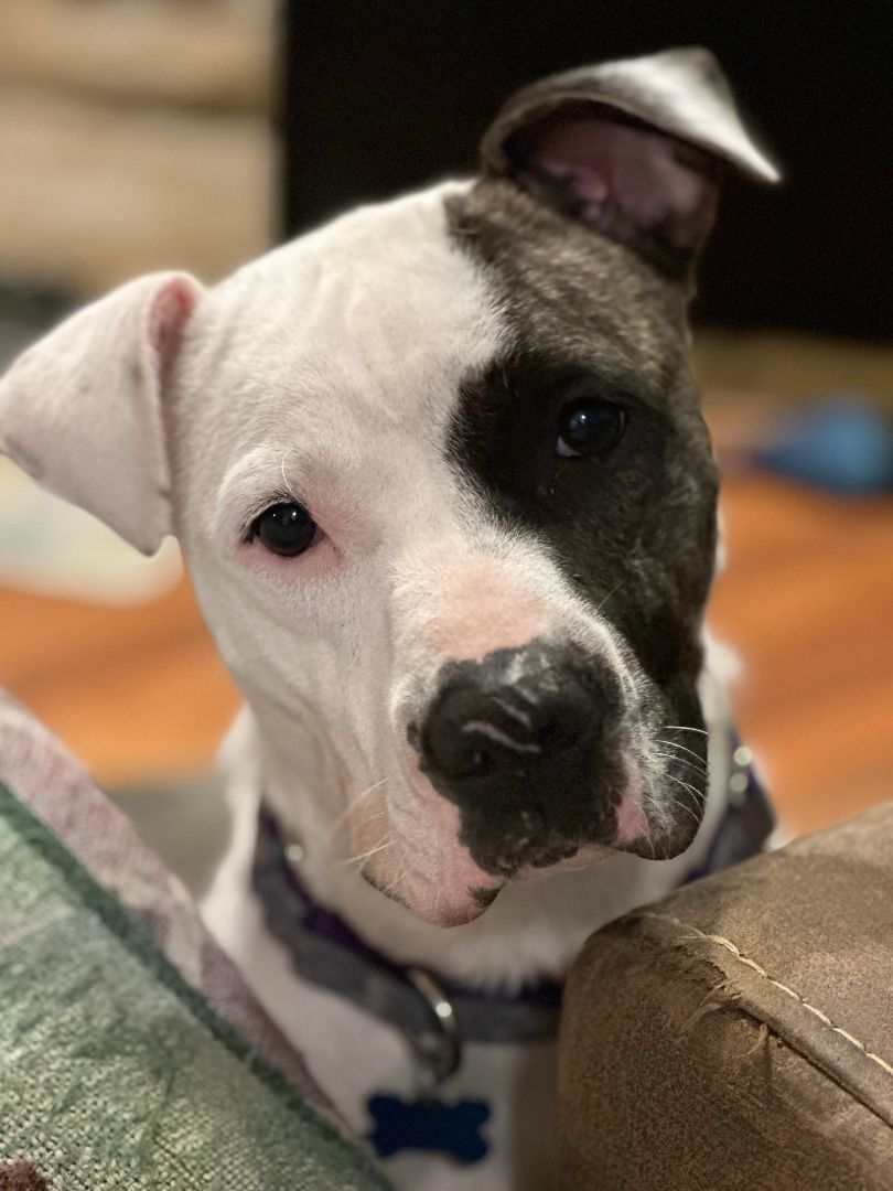 Tabitha, Adopted, Adult Female American Bulldog.