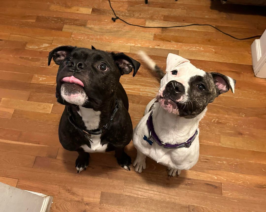 Tabitha, a Adopted mixed breed in Sunset Bch, NC image 2/4