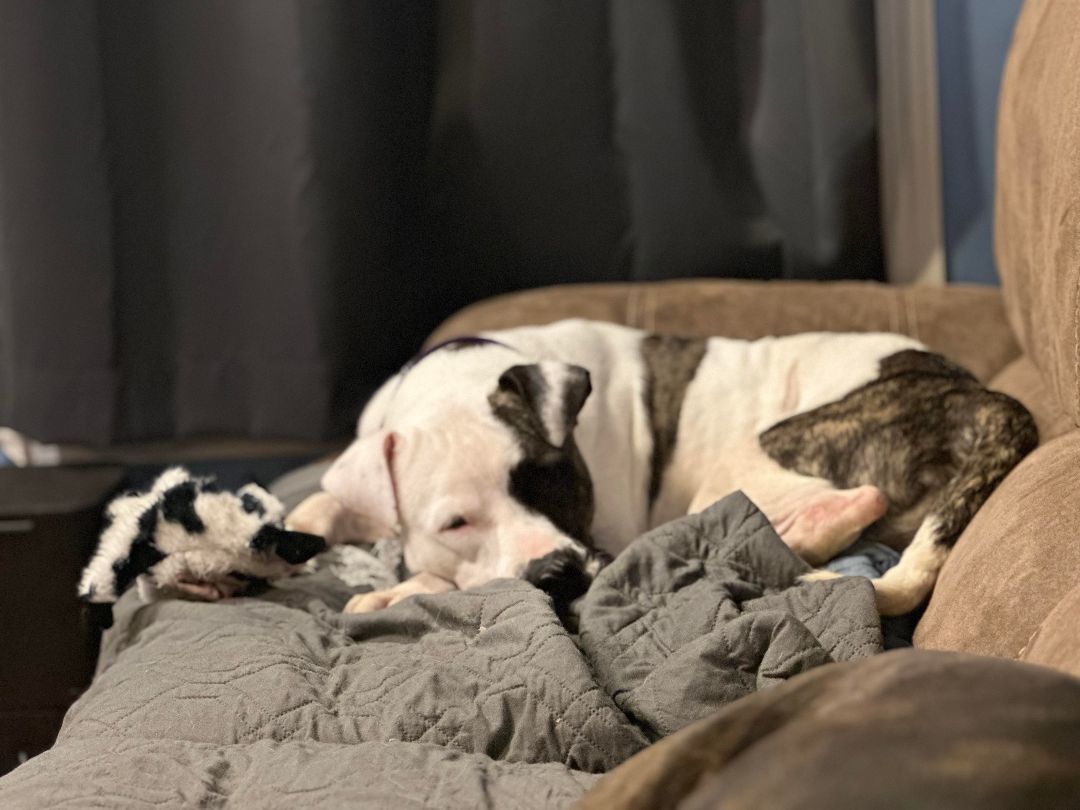 Tabitha, a Adopted mixed breed in Sunset Bch, NC image 3/4