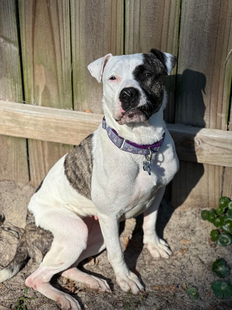 Tabitha, a Adopted mixed breed in Sunset Bch, NC image 4/4