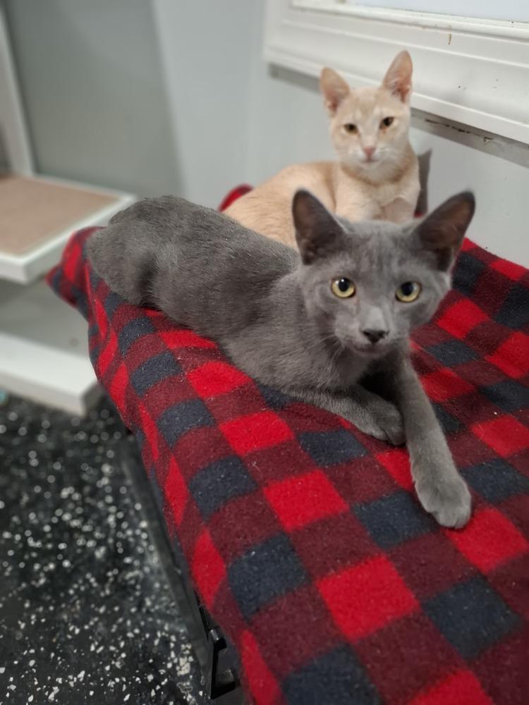 Lyft, Adoptable, Kitten Male Domestic Short Hair.