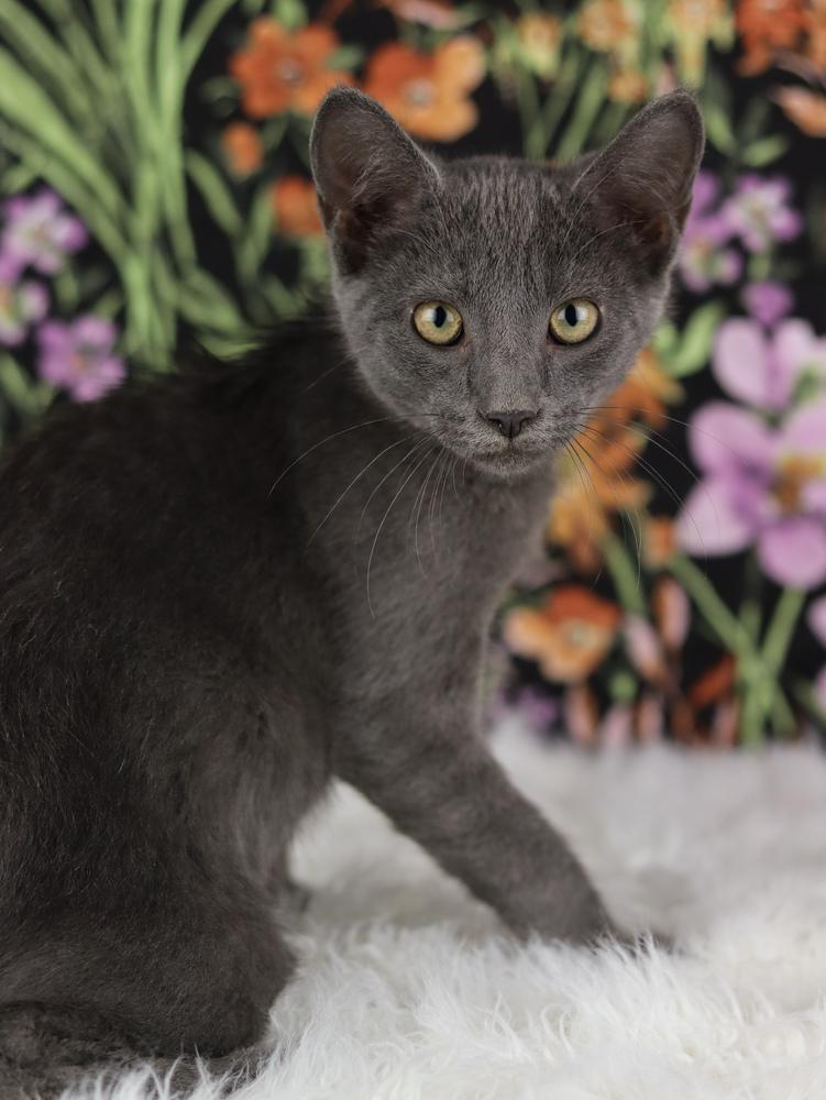 Enlarge Lyft, a Adoptable Domestic Short Hair in Lewisburg, TN image 2/2